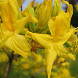 ARBORIX - Azalée caduque knaphill jaune - Azalea Knaphill Geel  - 40-50 cm pot - vignette