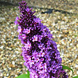 ARBORIX - 2 x Arbre aux papillons - Buddleja davidii 'Peacock'  - 30-40 cm pot - vignette