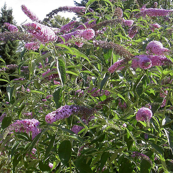 ARBORIX - 2 x Arbre aux papillons - Buddleja davidii 'Peacock'  - 30-40 cm pot - large