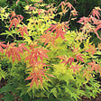 ARBORIX - Érable du Japon 'Orange Dream' - Acer palmatum 'Orange Dream'  - 50-60 cm pot - vignette