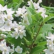 ARBORIX - 2 x Deutzia gracilis - Deutzia Gracilis  - 25-30 cm pot - vignette