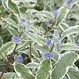 ARBORIX - 2 x Barbe-bleue, Spirée bleue  'White Surprise' - Caryopteris 'White Surprise'  - 30-40 cm pot - vignette