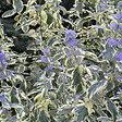 ARBORIX - 2 x Barbe-bleue, Spirée bleue  'White Surprise' - Caryopteris 'White Surprise'  - 30-40 cm pot - vignette