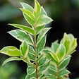 ARBORIX - Osmanthe à feuilles de houx 'Goshiki' (='Tricolor') - Osmanthus heterophyllus 'Goshiki' (='Tricolor')  - 40-50 cm pot - vignette