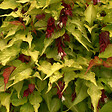 ARBORIX - 2 x Arbre aux faisans - Leycesteria formosa 'Golden Lanterns'  - 40-50 cm pot - vignette