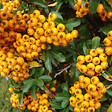 ARBORIX - 2 x Buisson ardent 'Teton' - Pyracantha 'Teton'  - 30-40 cm pot - vignette