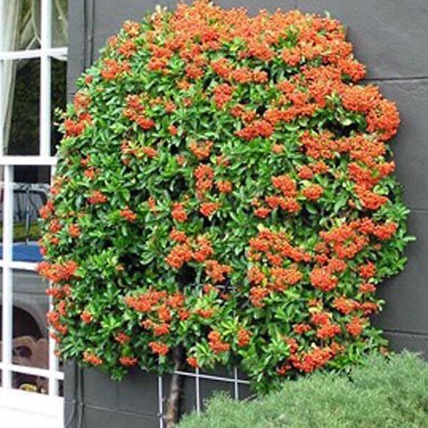 ARBORIX - 2 x Buisson ardent 'Teton' - Pyracantha 'Teton'  - 30-40 cm pot - large