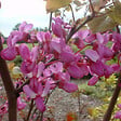ARBORIX - Arbre de Judée - Cercis Siliquastrum  - 40-50 cm pot - vignette