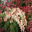 ARBORIX - Andromède du Japon 'Mountain Fire' - Pieris japonica 'Mountain Fire'  - 30-40 cm pot - vignette