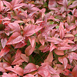 ARBORIX - Bambou sacré - Nandina Domestica  - 60-80 cm pot - vignette
