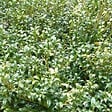 ARBORIX - 2 x Sarcococca hookeriana - Sarcococca hookeriana  - 20-25 cm pot - vignette