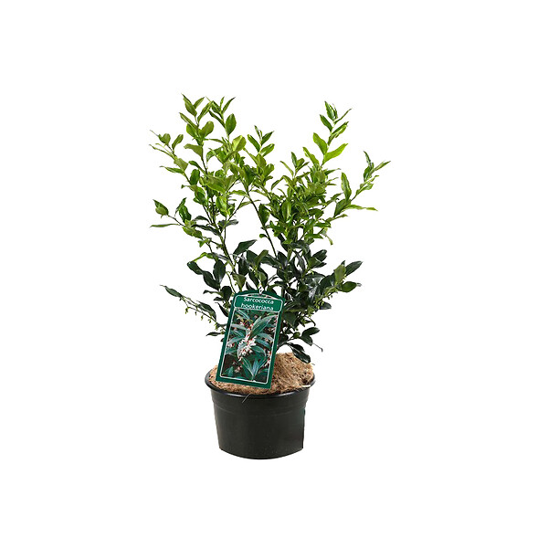 ARBORIX - 2 x Sarcococca hookeriana - Sarcococca hookeriana  - 20-25 cm pot - large