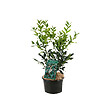 ARBORIX - 2 x Sarcococca hookeriana - Sarcococca hookeriana  - 20-25 cm pot - vignette