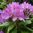 ARBORIX - Rhododendron ponticum - Rhododendron Ponticum  - 40-60 cm pot - vignette