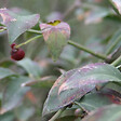 ARBORIX - Fusain ailé 'Compactus' - Euonymus Alatus 'Compactus'  - 30-40 cm pot - vignette
