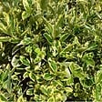 ARBORIX - 2 x Fusain du Japon 'Suzanne' - Euonymus japonicus 'Susan'  - 20-30 cm pot - vignette