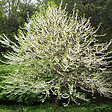 ARBORIX - Arbre aux cloches d'argent - Halesia carolina  - 30-40 cm pot - vignette