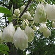 ARBORIX - Arbre aux cloches d'argent - Halesia carolina  - 30-40 cm pot - vignette