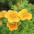 ARBORIX - 2 x Potentille arbustive - Potentilla fruticosa 'Mango Tango'  - 25-30 cm pot - vignette