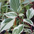 ARBORIX - 2 x Cornouiller blanc 'Sibirica Variegata' - Cornus alba 'Sibirica Variegata'  - 50-60 cm pot - vignette