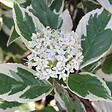 ARBORIX - 2 x Cornouiller blanc 'Sibirica Variegata' - Cornus alba 'Sibirica Variegata'  - 50-60 cm pot - vignette