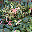 ARBORIX - 2 x Fleur de perle 'Rainbow' - Leucothoe Fontanesiana 'Rainbow'  - 20-30 cm pot - vignette