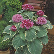ARBORIX - Clérodendron fétide - Clerodendrum bungei 'Pink Diamond'  - 30-40 cm pot - vignette