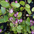 ARBORIX - 2 x Symphorine 'Mother Of Pearl' - Symphoricarpos doorenbos 'Mother Of Pearl'  - 50-60 cm pot - vignette