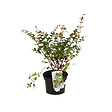 ARBORIX - 2 x Symphorine 'Mother Of Pearl' - Symphoricarpos doorenbos 'Mother Of Pearl'  - 50-60 cm pot - vignette