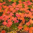 ARBORIX - Érable du Japon de semis - Acer Palmatum  - 50-60 cm pot - vignette