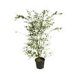 ARBORIX - Érable du Japon de semis - Acer Palmatum  - 50-60 cm pot - vignette