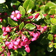 ARBORIX - 2 x Escallonia 'Red Dream' - Escallonia 'Red Dream'  - 20-25 cm pot - vignette