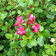 ARBORIX - 2 x Escallonia 'Red Dream' - Escallonia 'Red Dream'  - 20-25 cm pot - vignette