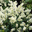 ARBORIX - 2 x Andromède du Japon 'Debutante' - Pieris Japonica 'Debutante'  - 20-30 cm pot - vignette