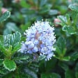 ARBORIX - 2 x Lilas de Californie 'Blue Mound' - Ceanothus 'Blue Mound'  - 30-40 cm pot - vignette