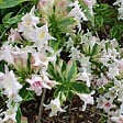 ARBORIX - Weigela florida 'Nana Variegata' - Weigela 'Nana Variegata'  - 60-80 cm pot - vignette