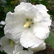 ARBORIX - Mauve en arbre 'William R. Smith' - Hibiscus syriacus 'William Robert Smith'  - 40-60 cm pot - vignette