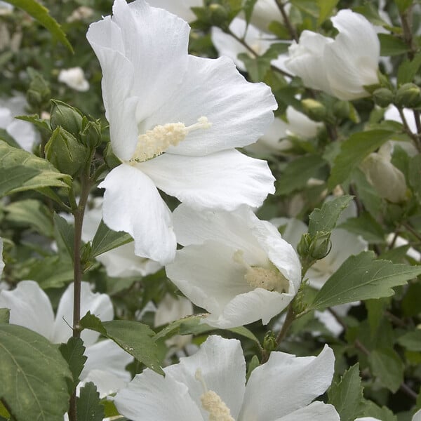 ARBORIX - Mauve en arbre 'William R. Smith' - Hibiscus syriacus 'William Robert Smith'  - 40-60 cm pot - large