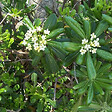 ARBORIX - Pittosporum tobira - Pittosporum Tobira  - 50-60 cm pot - vignette