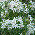 ARBORIX - Oranger du Mexique 'Aztec Pearl' - Choisya 'Aztec Pearl'  - 50-60 cm pot - vignette