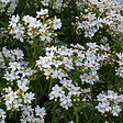 ARBORIX - Oranger du Mexique 'Aztec Pearl' - Choisya 'Aztec Pearl'  - 50-60 cm pot - vignette