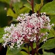 ARBORIX - 2 x Céanothe caduc 'Marie Simon' - Ceanothus Pallidus 'Marie Simon'  - 40-50 cm pot - vignette