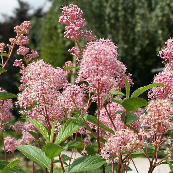 ARBORIX - 2 x Céanothe caduc 'Marie Simon' - Ceanothus Pallidus 'Marie Simon'  - 40-50 cm pot - large