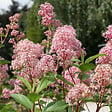 ARBORIX - 2 x Céanothe caduc 'Marie Simon' - Ceanothus Pallidus 'Marie Simon'  - 40-50 cm pot - vignette