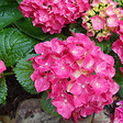 ARBORIX - 2 x Hortensia 'Glowing Embers' - Hydrangea macrophylla 'Glowing Embers'  - 25-30 cm pot - vignette