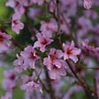 ARBORIX - Cerisier du Japon 'Ruby' - Prunus nipponica 'Ruby'  - 60-80 cm pot - vignette