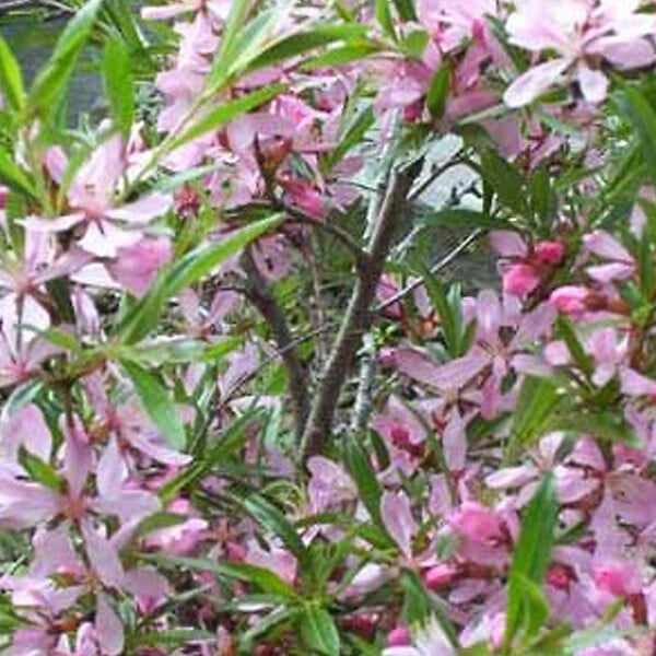 ARBORIX - Cerisier du Japon 'Ruby' - Prunus nipponica 'Ruby'  - 60-80 cm pot - large