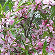 ARBORIX - Cerisier du Japon 'Ruby' - Prunus nipponica 'Ruby'  - 60-80 cm pot - vignette