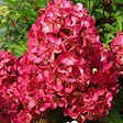ARBORIX - 2 x Hortensia paniculé 'Diamond Rouge' - Hydrangea paniculata 'Diamond Rouge'  - 40-50 cm pot - vignette