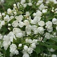 ARBORIX - 2 x Seringat 'Manteau d'Hermine' - Philadelphus 'Manteau D'Hermine'  - 40-50 cm pot - vignette